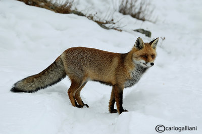 Volpe-Red Fox  (Vulpes vulpes)