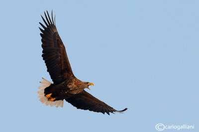 Aquila di mare-White-tailed Eagle (Haliaeetus albicilla)