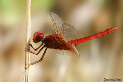 Crocothemis erythraea