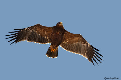 Aquila anatraia minore-Lesser Spotted Eagle (Aquila pomarina)