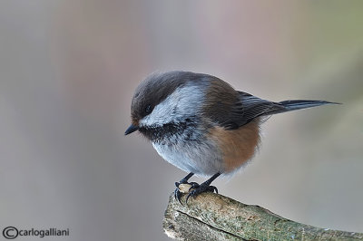 Cincia siberiana- Siberian Tit(Poecile cincta)