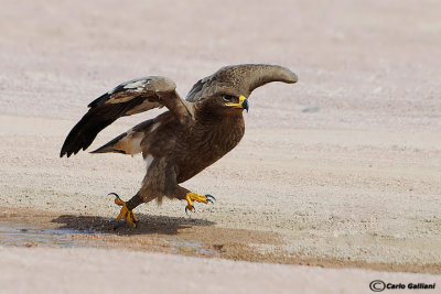 Aquila delle steppe-Steppe Eagle (Aquila nipalensis)