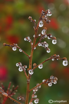 Drops