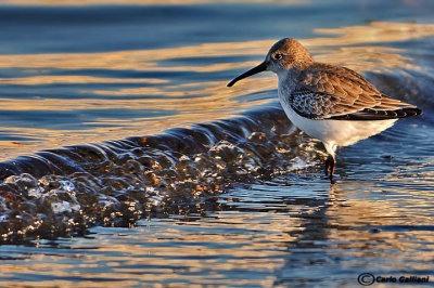 Piovanello pancianera-Dunlin  (Calidris alpina)