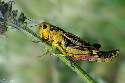 Arcyptera fusca