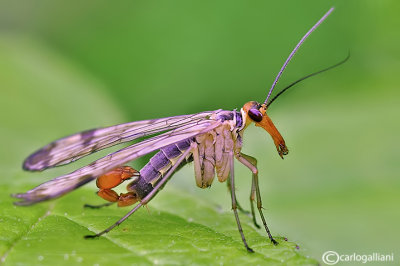 Mosca scorpione - Scorpion flies (Panorpa cognata )