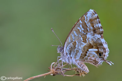 Cacyerus marshalii