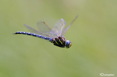 Aeshna juncea