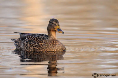 Germano reale-Mallard (Anas platyrhynchos)