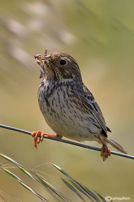 Strillozzo- Corn Bunting (Emberiza calandra) 