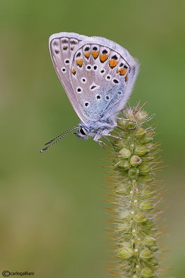 Polyommatus icarus