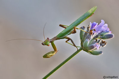 European Dwarf Mantis - Ameles spallanzania