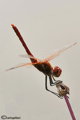 Sympetrum fonscolombi