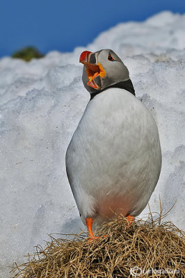 Pulcinella di mare-Atlantic Puffin (Fratercula arctica)