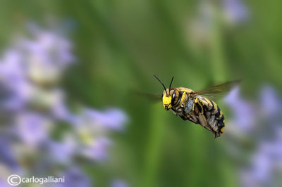 Anthidium sp.