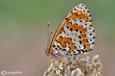 Melitaea didyma