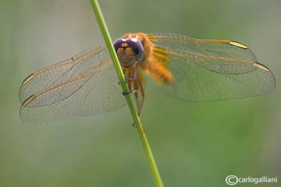 Sympetrum fonscolombi