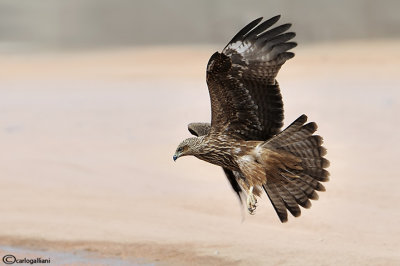 Nibbio bruno-Black Kite (Milvus migrans)