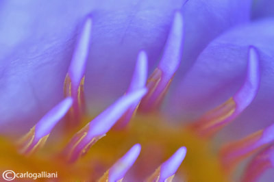 Abstract of waterlily