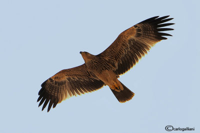 Aquila imperiale -Imperial Eagle (Aquila heliaca)