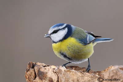 Cinciarella-Blue Tit(Cyanistes caeruleus)