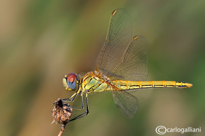 Sympetrum fonscolombi