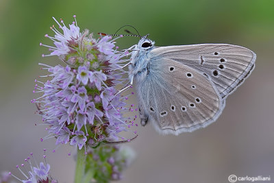 Polyommatus fulgens ainsae