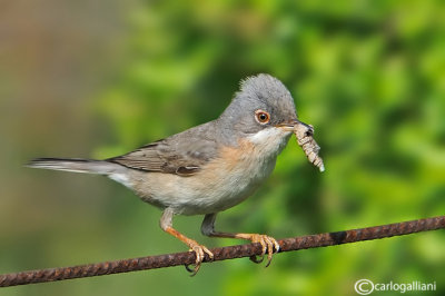 Sterpazzolina-Subalpine Warbler (Sylvia cantillans) 