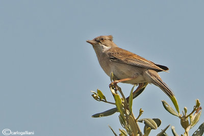 Sterpazzola- Common Whitethroat (Sylvia communis)