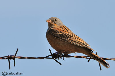 Ortolano grigio -Cretzschmar's Bunting (Emberiza caesia)