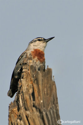 Picchio muratore di Krüper-Krueper's Nuthatch (Sitta krueperi)