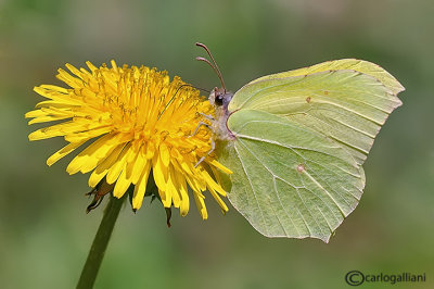 Gonepteryx rhamni