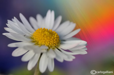 Abstract marguerite
