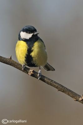 Cinciallegra -Great Tit (Parus major)