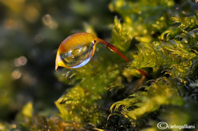 Moss & drops