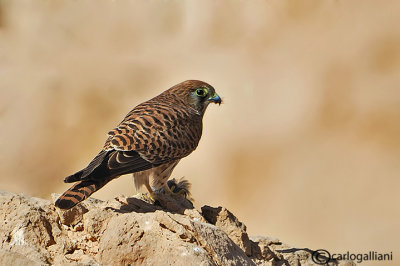 Gheppio -Eurasian Kestrel (Falco tinnunculus)