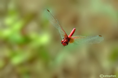 Sympetrum fonscolombei