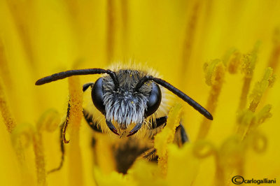 Andrena sp.