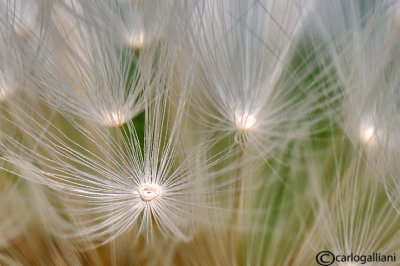 Fantasy on dandelion