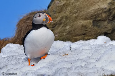 Pulcinella di mare-Atlantic Puffin (Fratercula arctica)