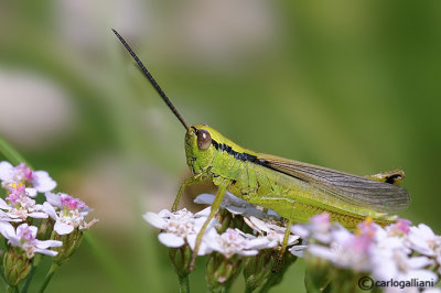 Orthoptera sp,
