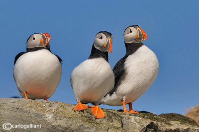 Pulcinella di mare-Atlantic Puffin (Fratercula arctica)