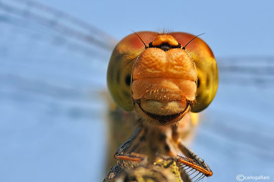 Sympetrum striolatum