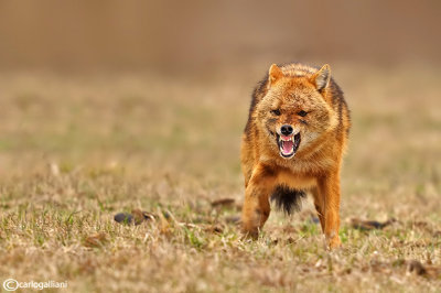 Sciacallo dorato -Golden jackal (Canis aureus) Male 