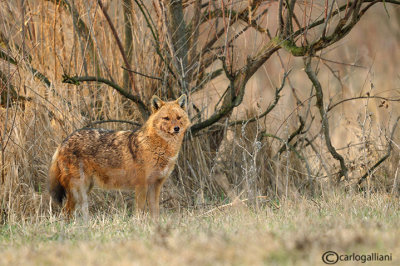 Sciacallo dorato -Golden jackal (Canis aureus) Male 