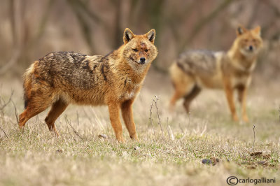 Sciacallo dorato -Golden jackal (Canis aureus) Male and Female 