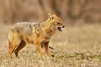 Sciacallo dorato -Golden jackal (Canis aureus) Male 