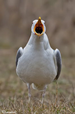 Gabbiano pontico (Larus cachinnans)