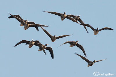 Oca lombardella-Greater White-fronted Goose (Anser albifrons)