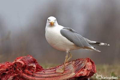 Gabbiano pontico (Larus cachinnans)